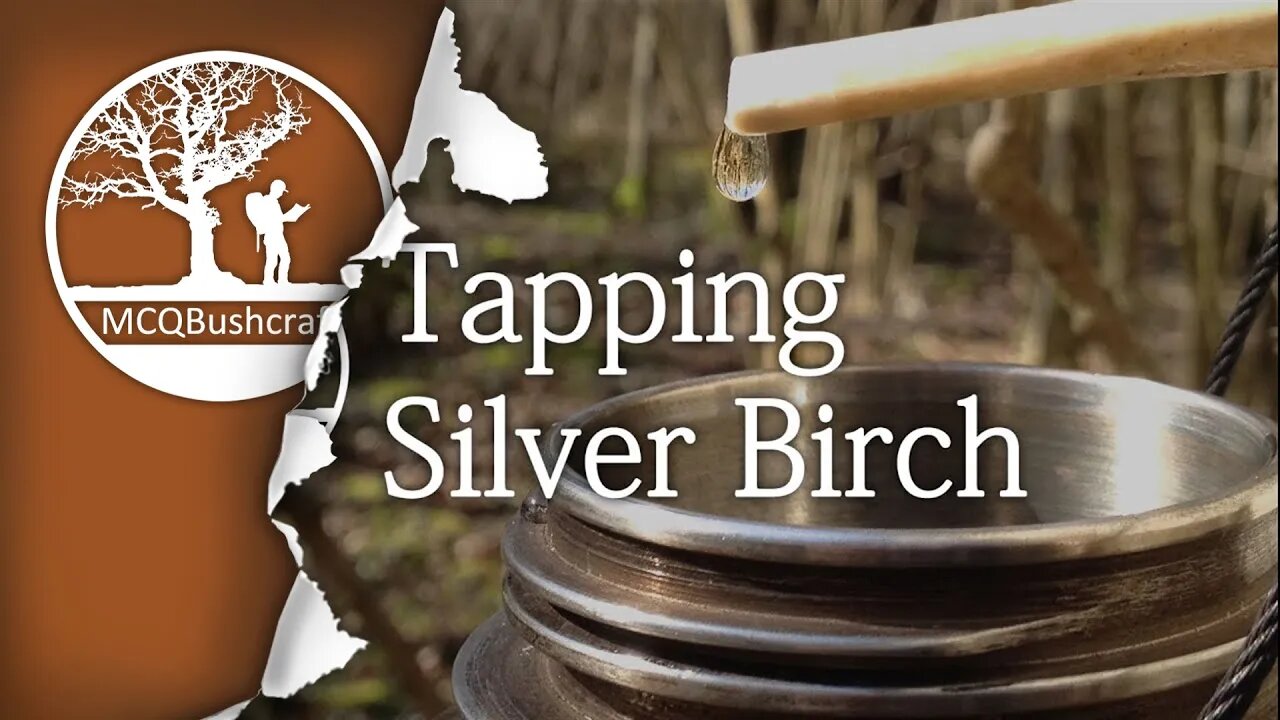 Bushcraft Foraging: Tapping Birch Water