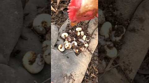 You know it's GOOD when there's NO TALK at the DINNER TABLE! #chickens #homesteading #permaculture