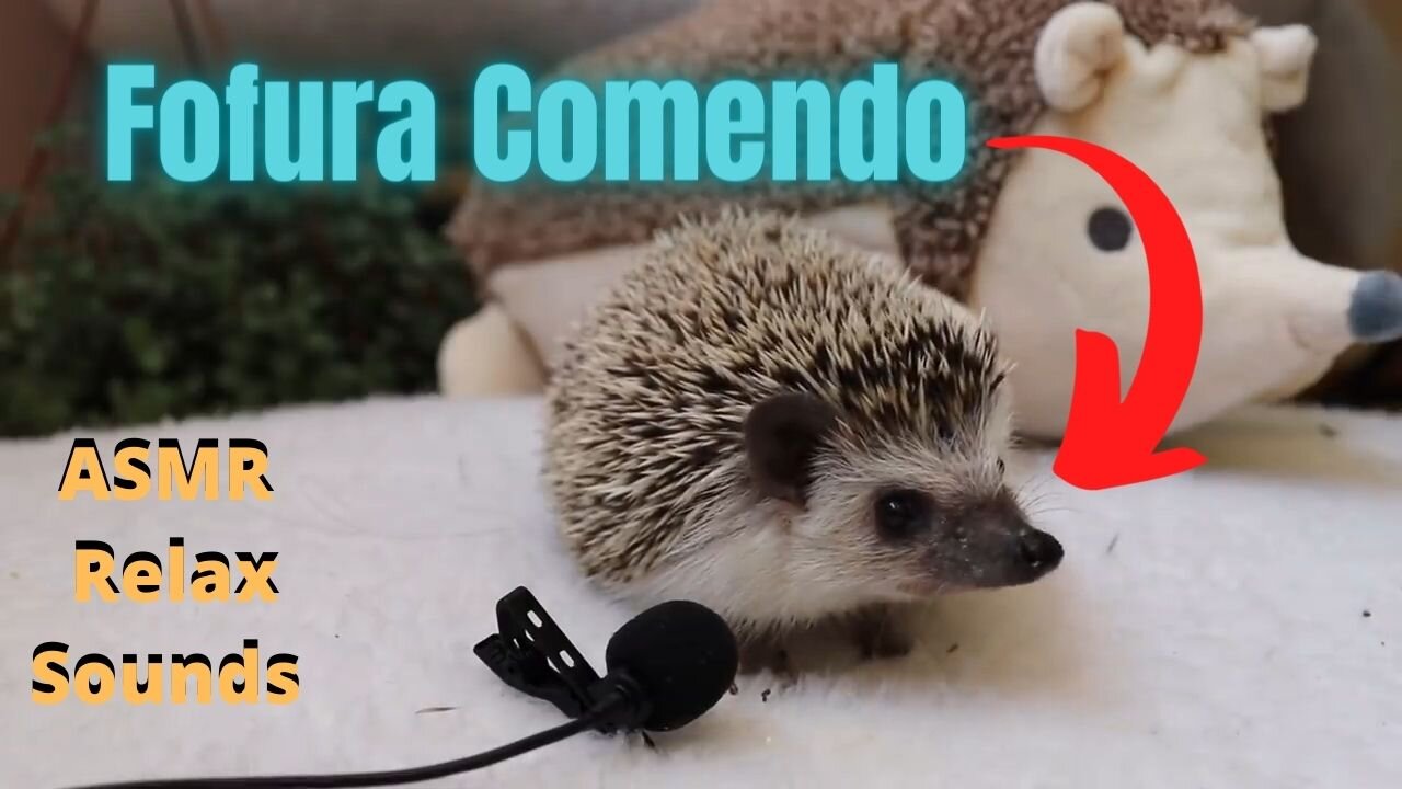 ASMR Hedgehog Eating HEDGEHOG