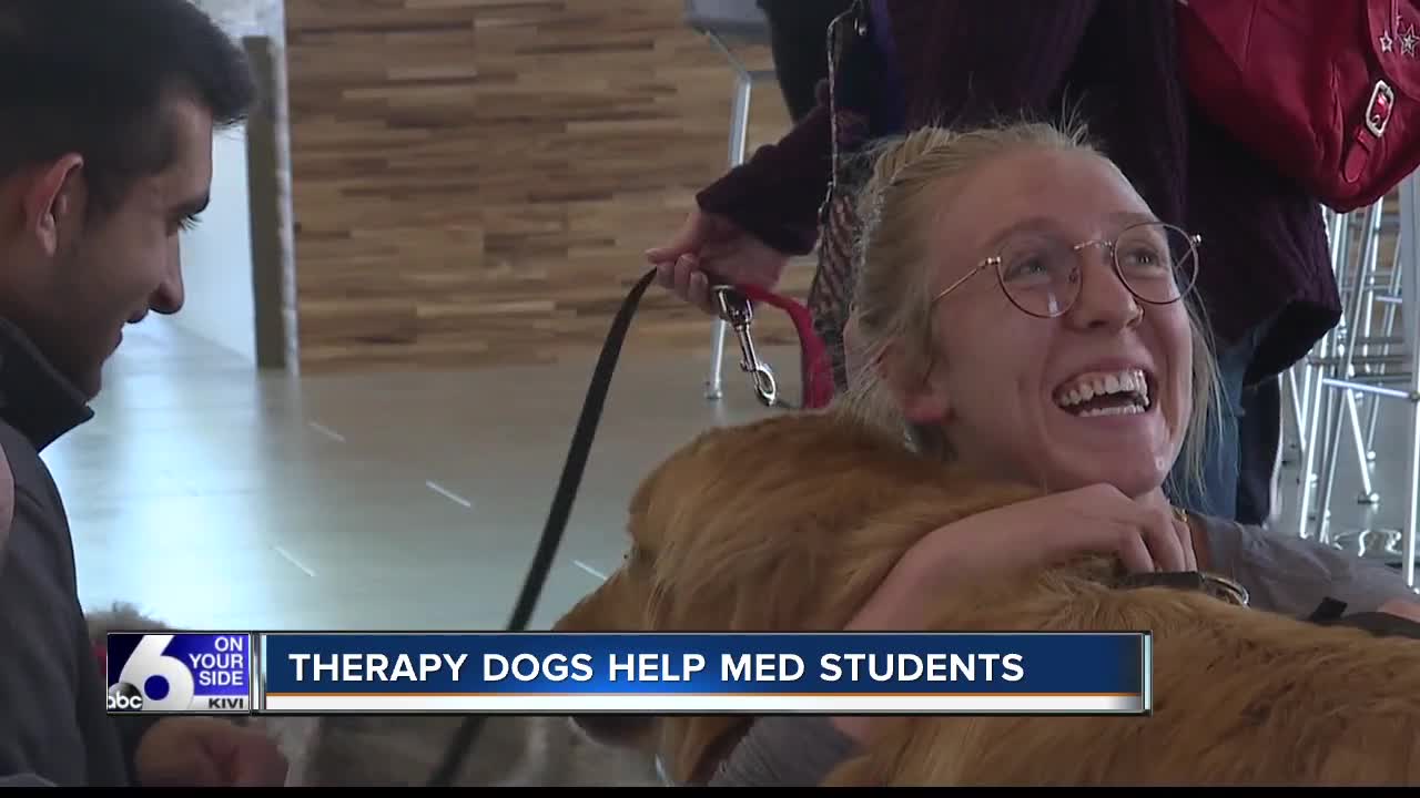 Therapy Dogs at ICOM