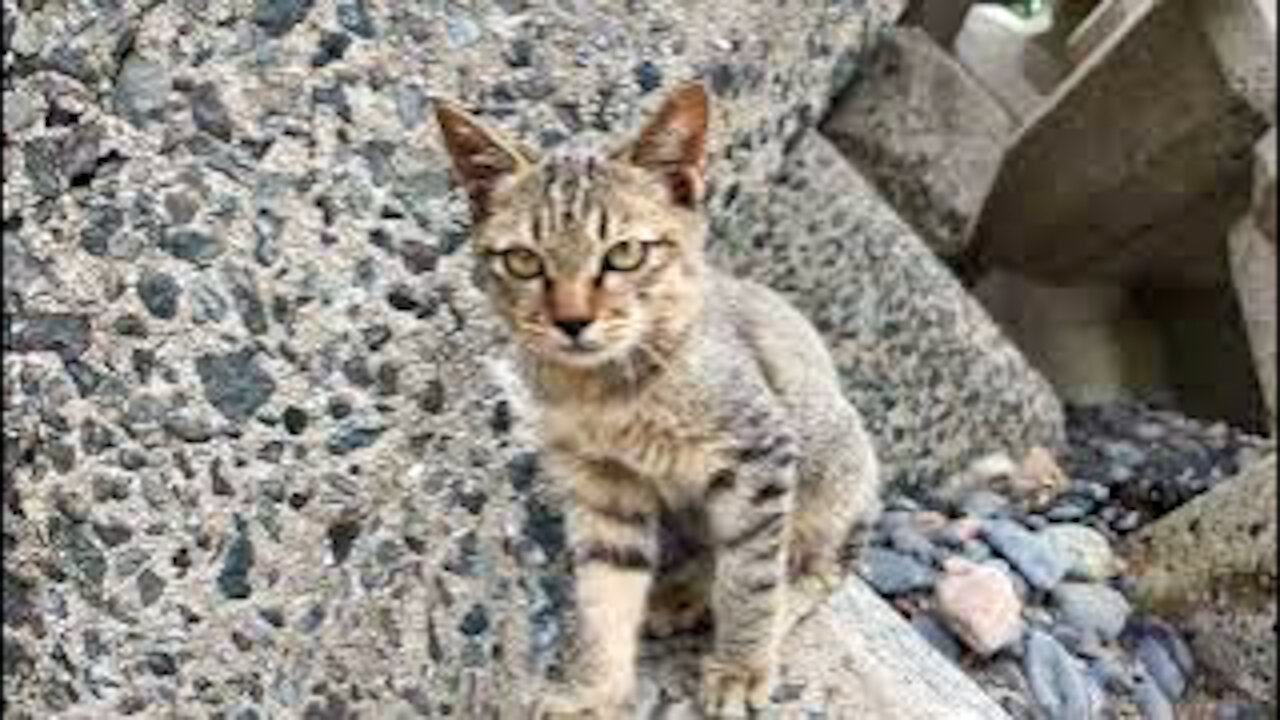 Kittens roaming the beach