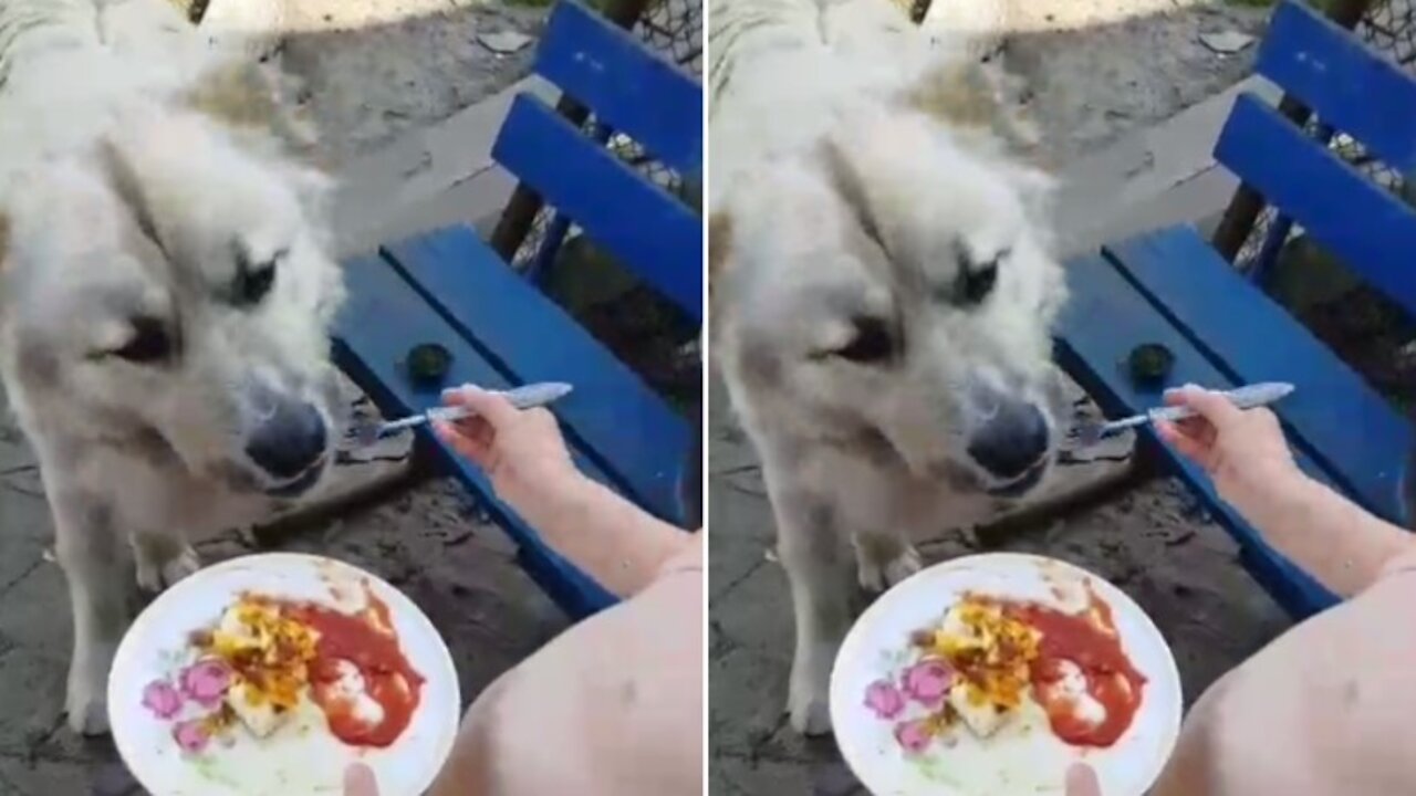 a girl feeds her beloved dog with a spoon