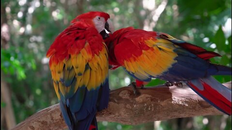 Every bird | beautiful in it's own unique ways
