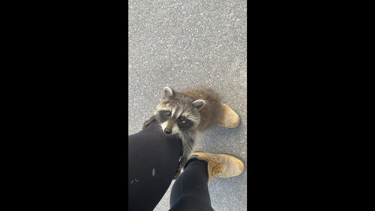 Wild baby raccoon climbs up woman’s leg