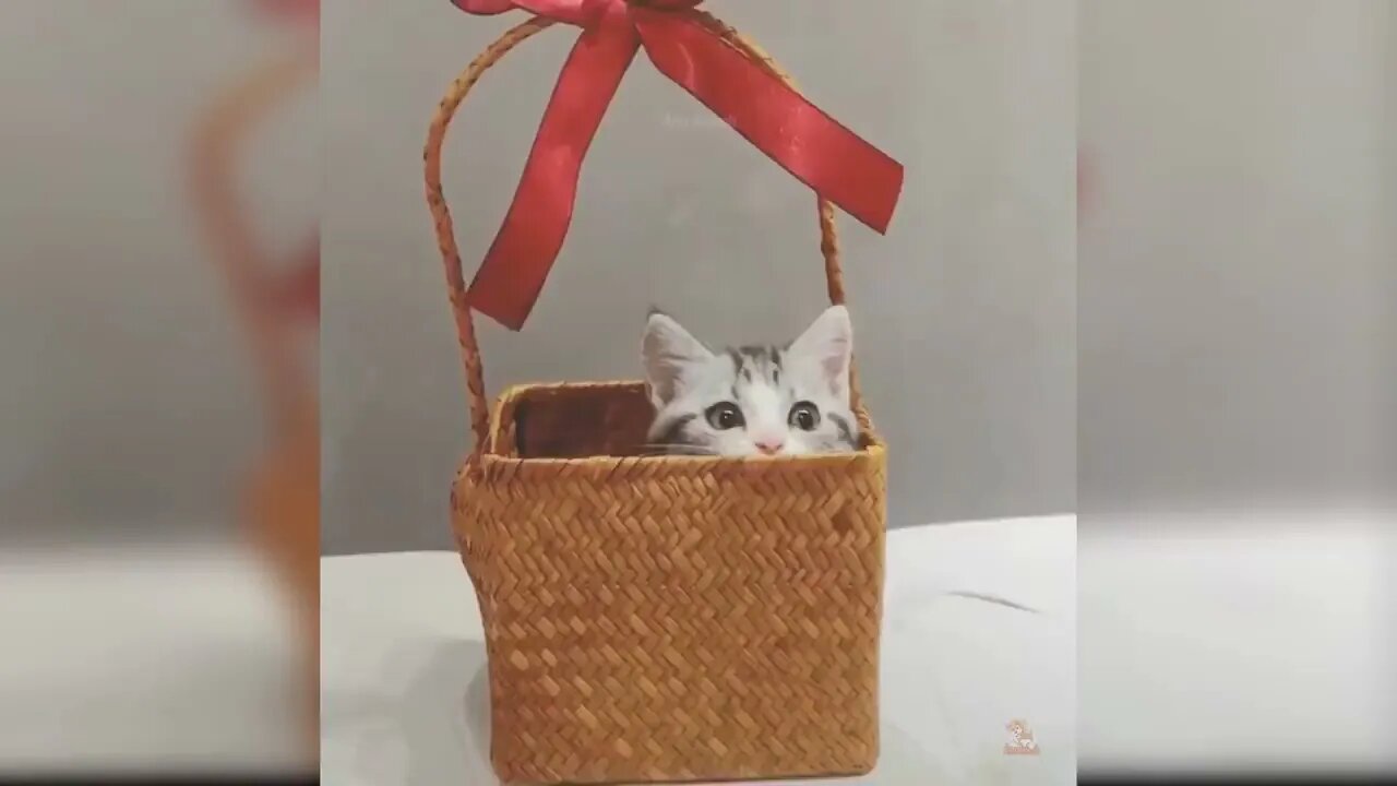 Funny Cat Videos Compilation