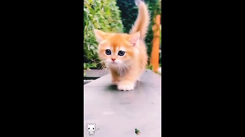 cute baby kitten 😱