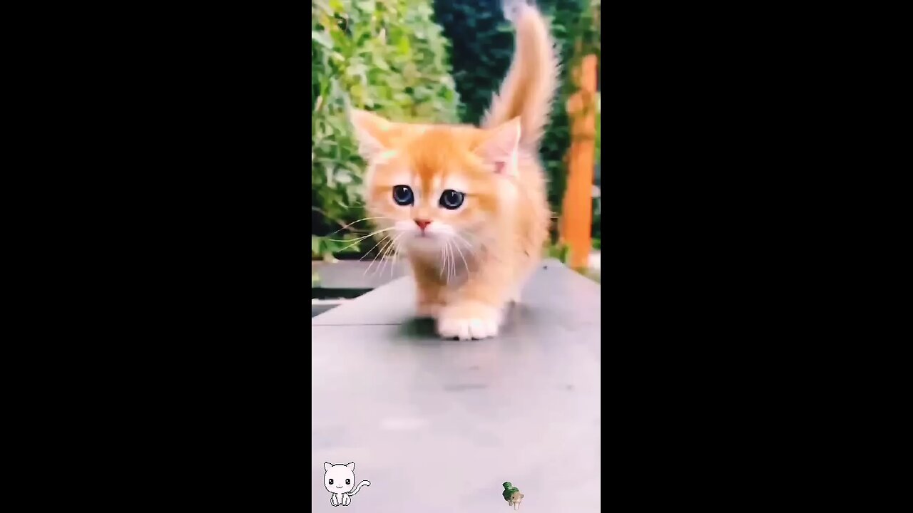 cute baby kitten 😱