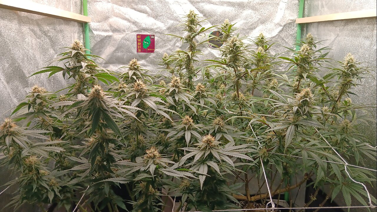 CONSERVATIVE WEED GROWER! BLUEBERRY MUFFIN FROM HUMBOLDT SEED CO.