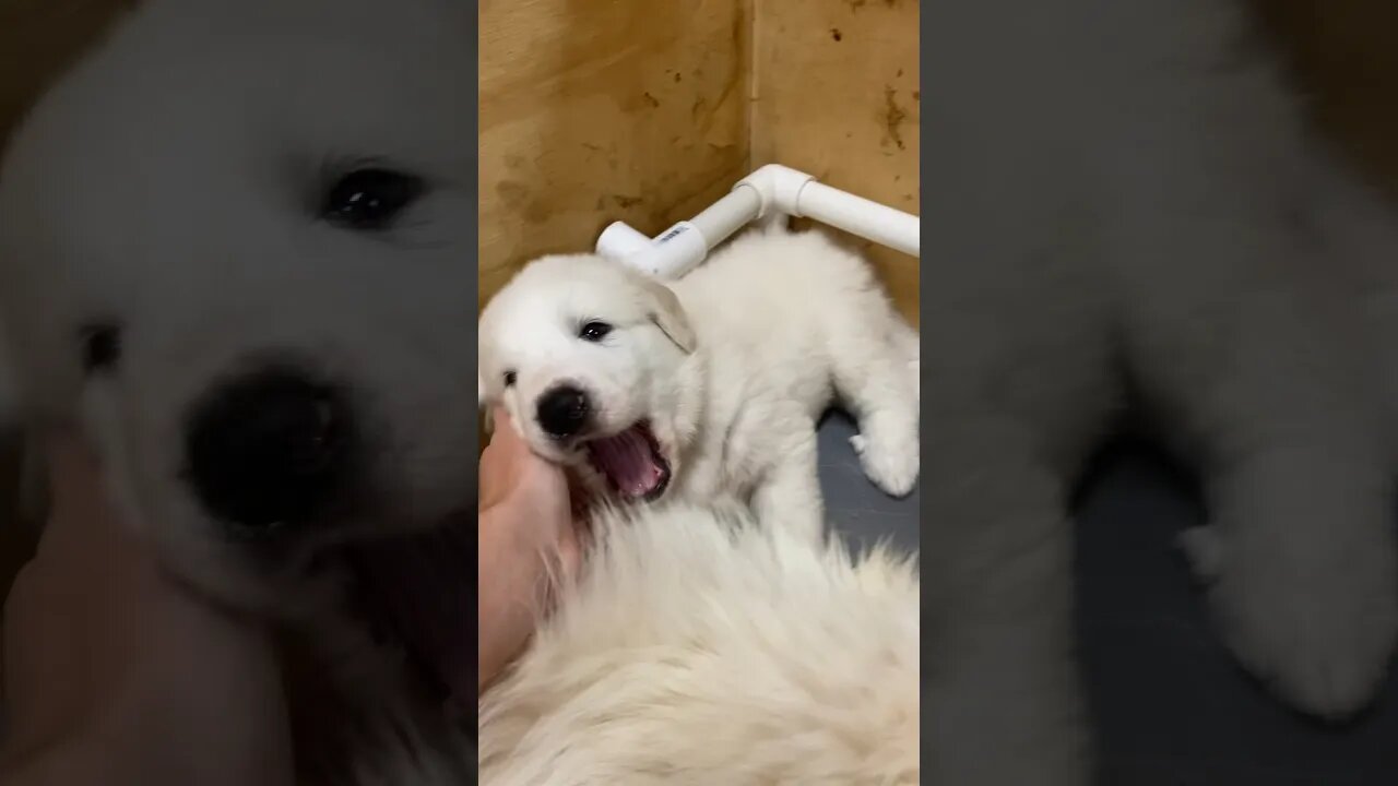 When you wake up from a long nap 😴 #greatpyreneespuppies #greatpyrenees