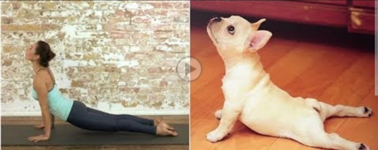 yoga dog perfect🧘‍♀️🐕