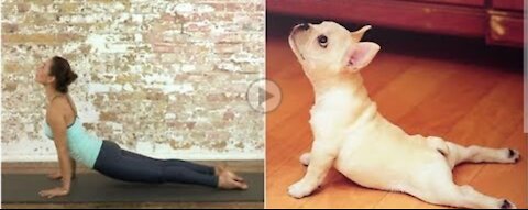 yoga dog perfect🧘‍♀️🐕