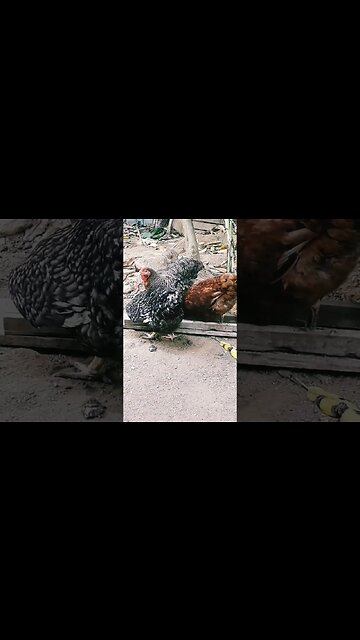 Galinha e galinha juntos em busca de comida diversão