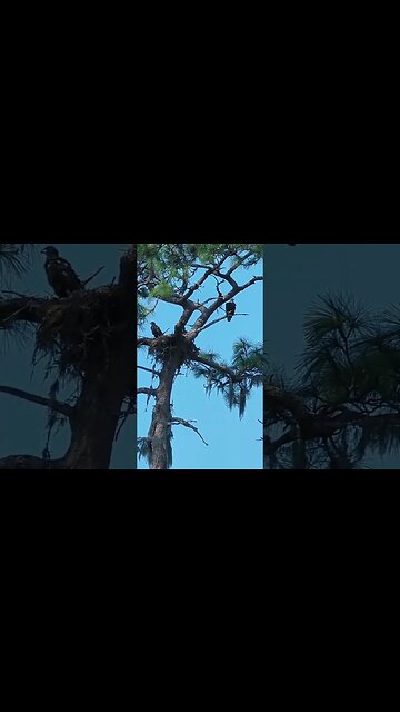 Bald Eagles Nesting #shorts