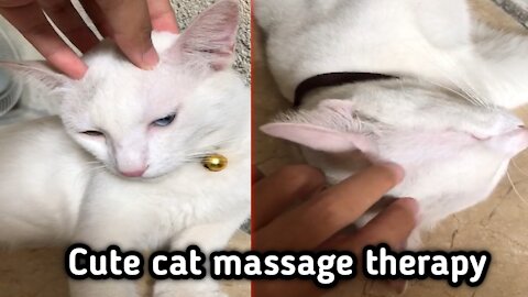 cute cat massage therapy