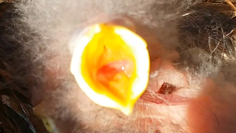 Hungry baby birds found nest on the grill