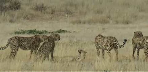 Cheetahs viciously attack defenseless female