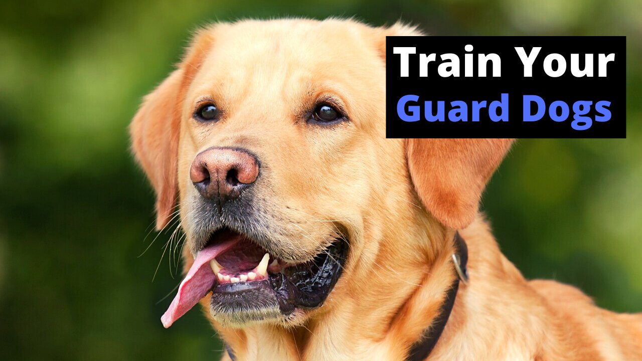 How to Teach Dogs to Guard People & Property