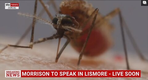 Japanese Mosquito Problem in Australia aka Covering up the Bioweapon