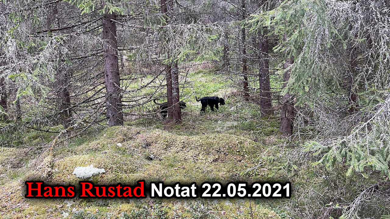 Skogpod 22. mai: Hansken er plukket opp