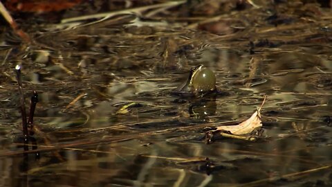 Singing Frogs