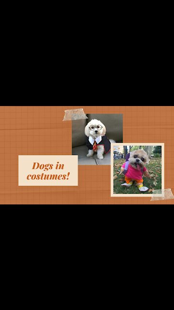 Adorable Dogs in Costumes