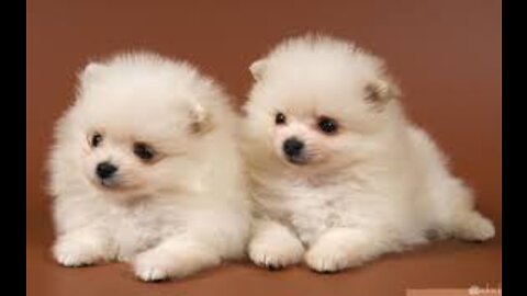 So cute Little dogs