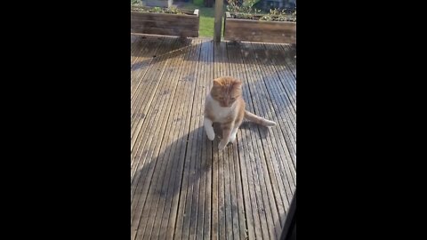 When your cat fakes injury to get inside!! 😼😼