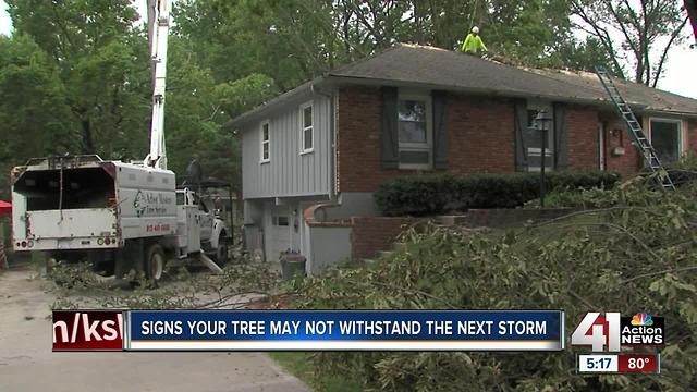 Signs your tree may not withstand a storm