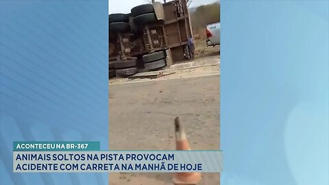 Aconteceu na BR-367: Animais Soltos na Pista Provocam Acidente com Carreta na Manhã de Hoje.