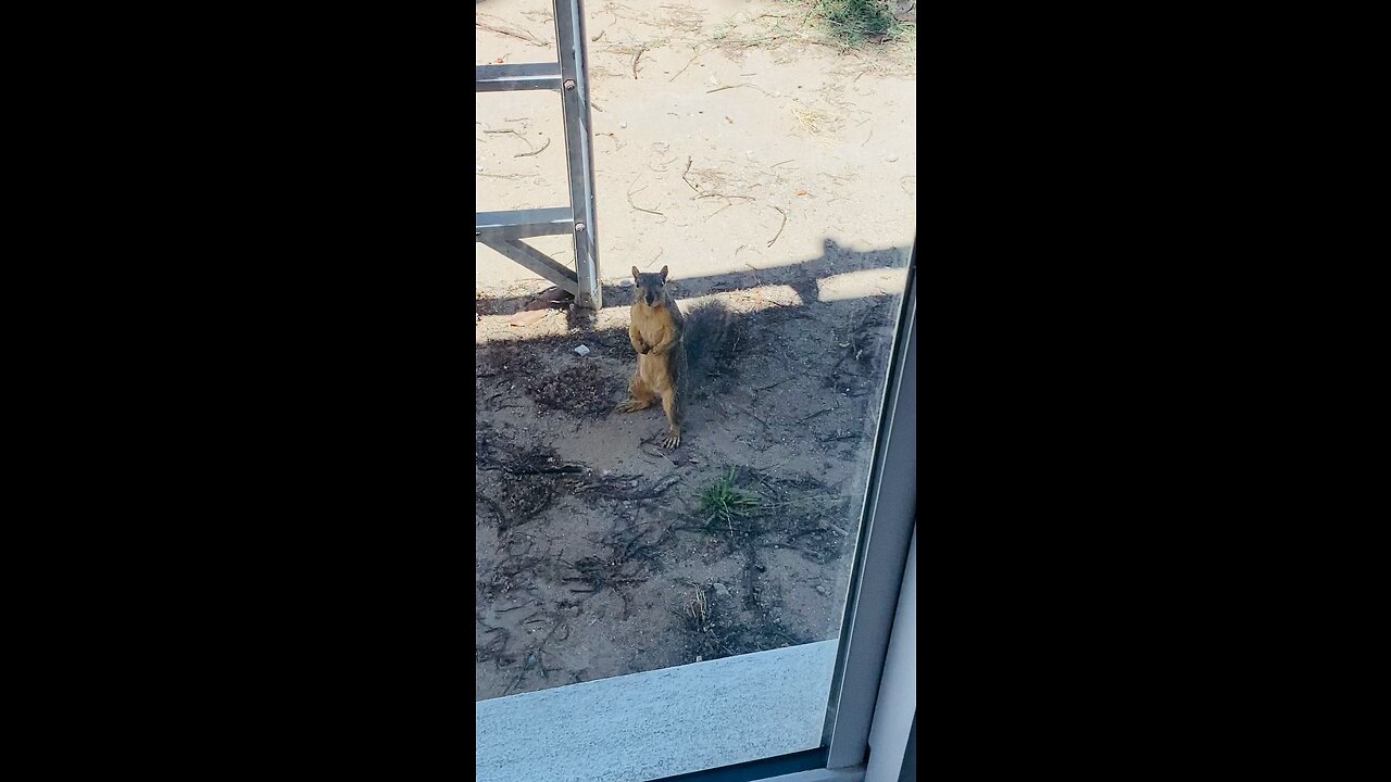 Squirrel 🐿 at our backyard. Staring at me🙃