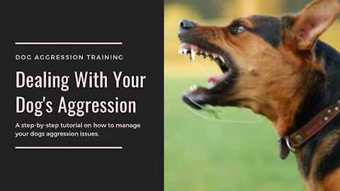 How to stop Dog Aggression easily and Fastly Only In a few steps!