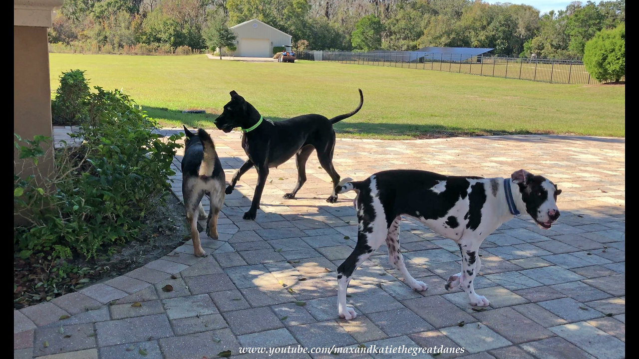 Great Danes make new German Shepherd friend