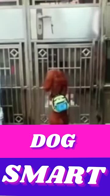 Smartest Dog in the World ♥️🐕