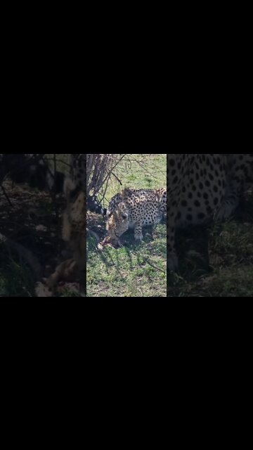 Wildlife Sightings Today 06/10/22 (Cheetah, Python, Lions, etc) | Lalashe Maasai Mara | #shorts