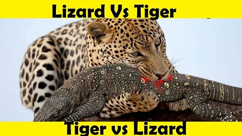 Tiger Vs Lizard Fight. Lizard Vs Tiger. (Tutorial Video)