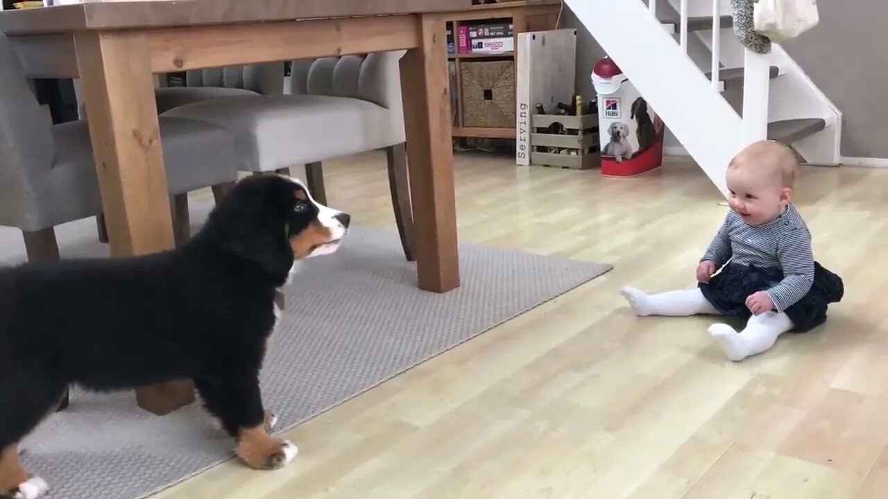 FIRST MEETING BABY vs BERNESE MOUNTAIN DOG PUPPY