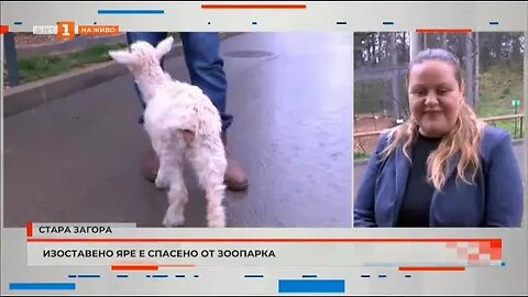 Изоставено яре е спасено в зоопарка в Стара Загора