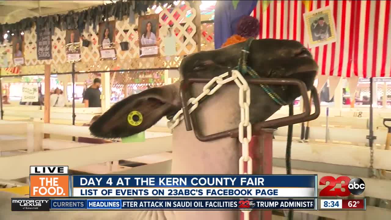 Lambs and other animals take center ring at the Kern County Fair