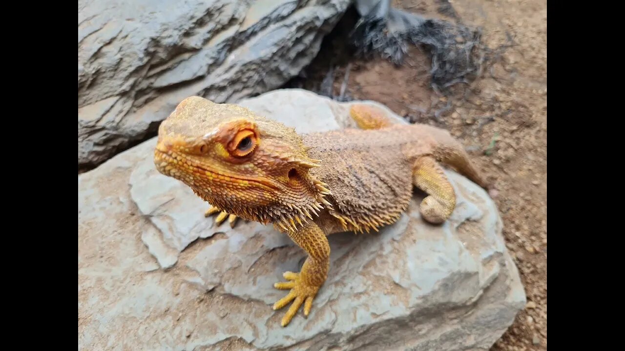 Klein Costa Rica impressie impression 2022 Deel 1