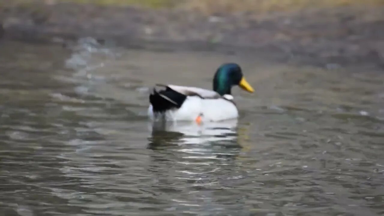 Relaxing Duck