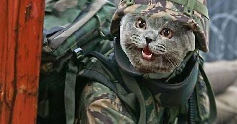 Cat army - watch and have fun S2