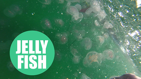 Video shows thousands of jellyfish in British waters