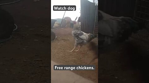 Farm surveillance. Free range chickens and watch dog