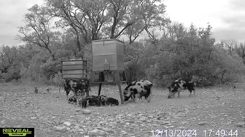 HOG DOWN!! When your trail camera captures the moment