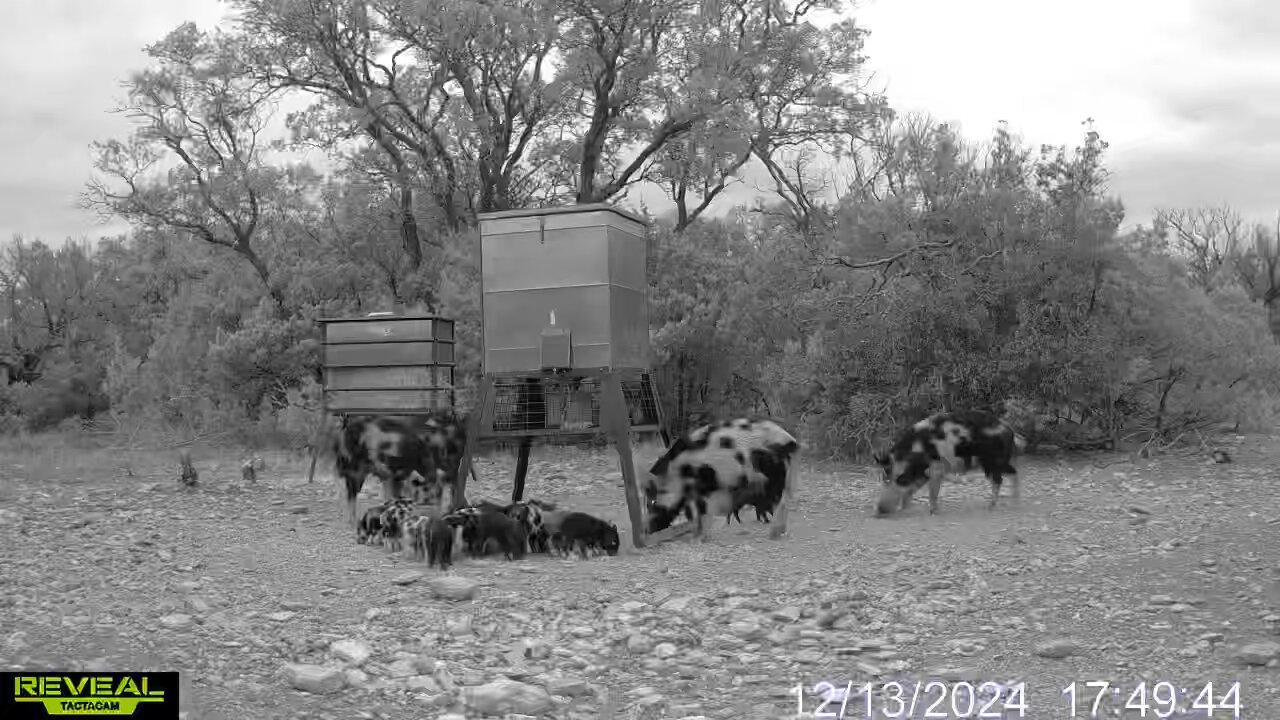 HOG DOWN!! When your trail camera captures the moment