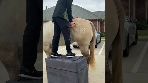 Beautiful Horse Adjustment!