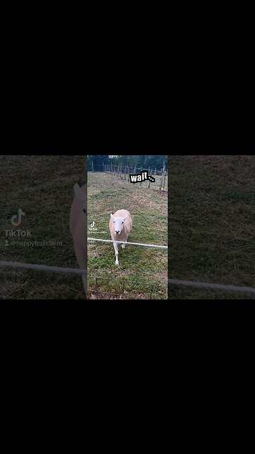 “Wait, where you goin?” 💕🐑🤗 #sheep #farm #farmanimals #rescue #carmitasmiles