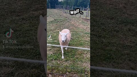 “Wait, where you goin?” 💕🐑🤗 #sheep #farm #farmanimals #rescue #carmitasmiles