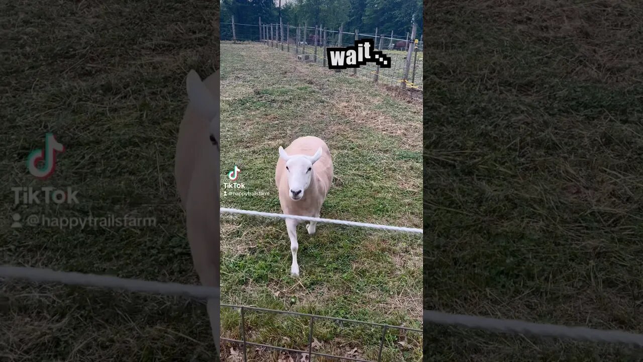 “Wait, where you goin?” 💕🐑🤗 #sheep #farm #farmanimals #rescue #carmitasmiles