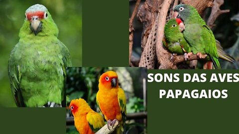 Sons das Aves - Papagaios